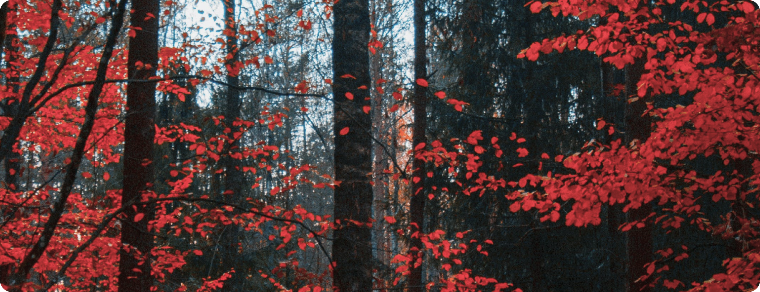 深い森の中で赤い葉をつけた木々が秋の色彩を際立たせている